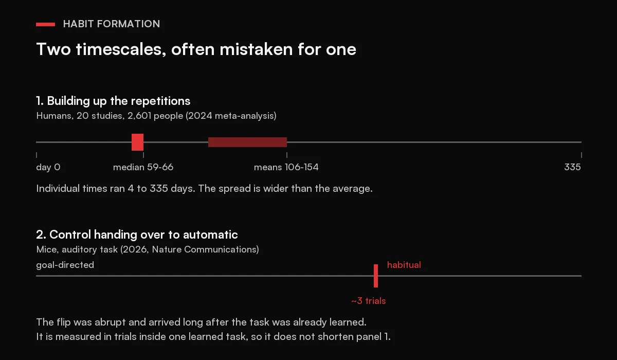 Two timelines compared. The first shows human habit formation across 335 days, with a median band at 59 to 66 days and a mean band at 106 to 154 days from a 2024 meta-analysis of 20 studies and 2,601 people. The second shows the goal-directed to habitual switch in mice as a single hard step about three trials wide, arriving long after the task was learned.